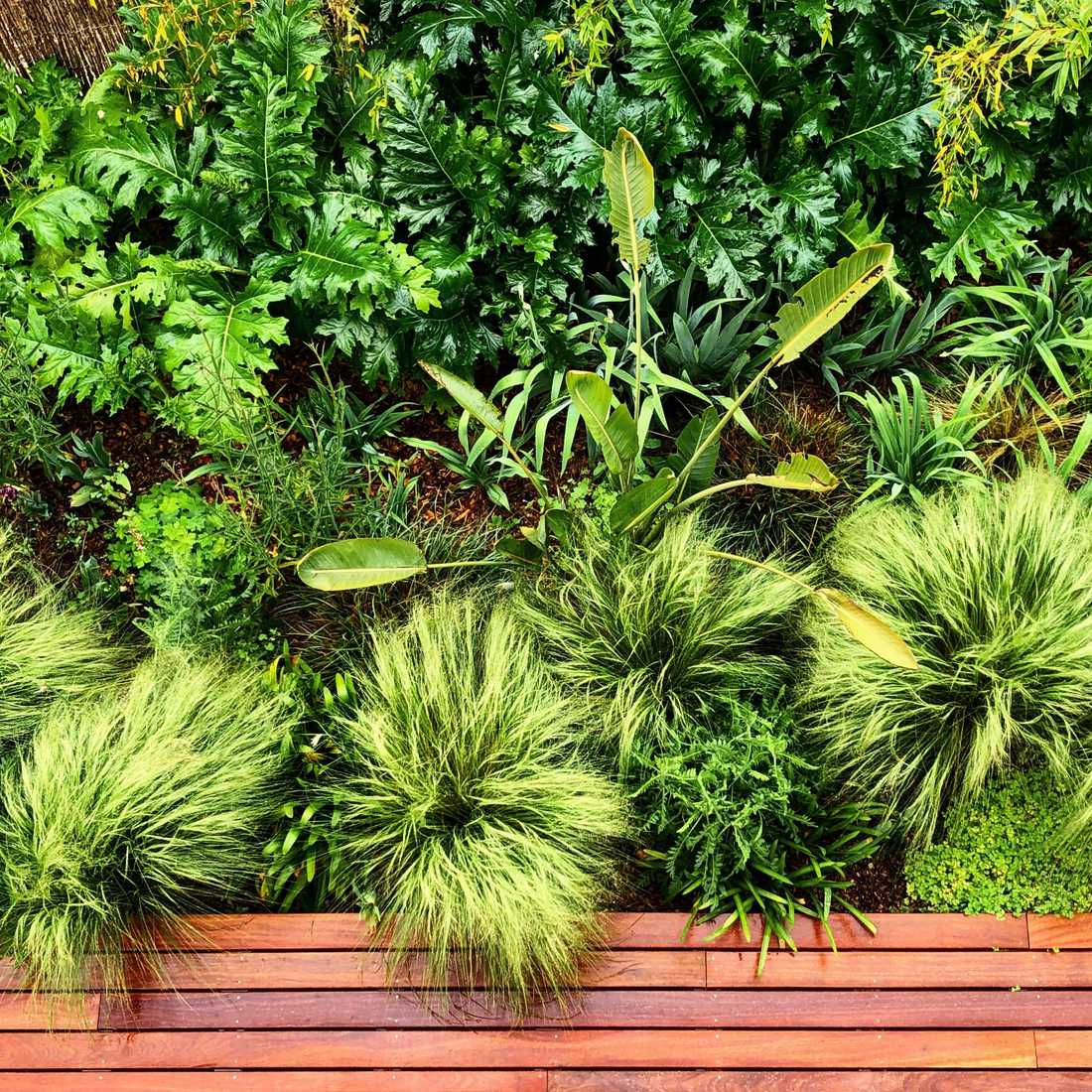 Végétation luxuriante dans le petit jardin d'une maison de ville à Montpellier