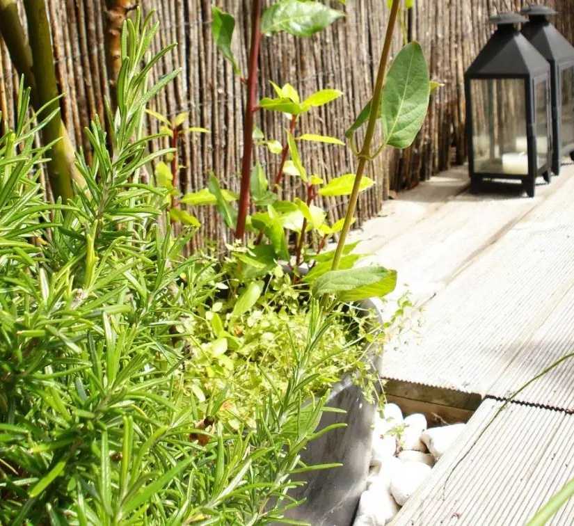 Végétalisation d'un toit-terrasse par un architece paysagiste dans l'Hérault