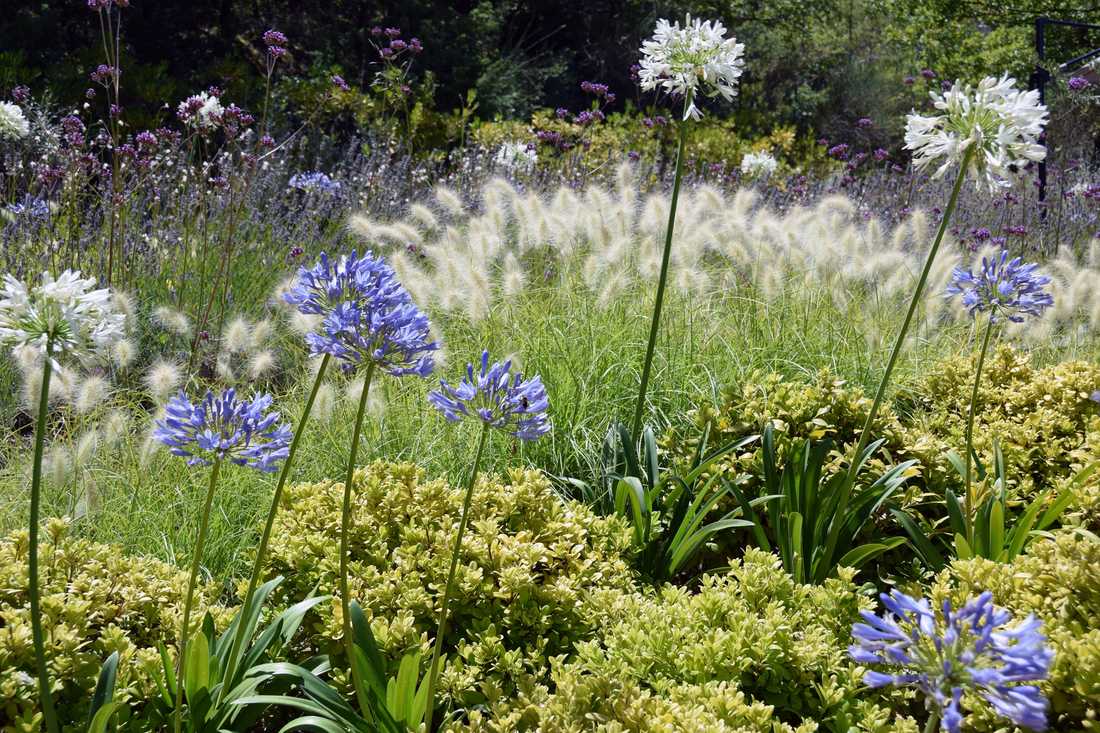 Fleurs et floraisons méditerrannéenes aménaagé par un concepteur paysagiste à Montpellier